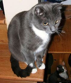 15 Grey tuxedo or russian blue cat ideas | russian blue cat, russian blue, cute cats