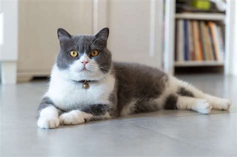 12 Dapper Gray and White Cat Breeds