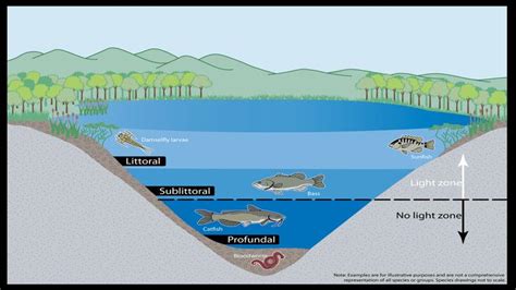 Freshwater Aquatic Ecosystem - Field Biology