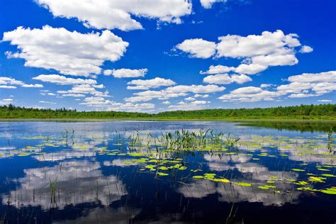 Freshwater Pond Littoral Zone Habitat Photograph by Michael Gadomski - Pixels