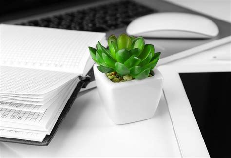 Best Plants You Can Add to Your Office Desk