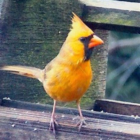 Yellow/orange cardinal ~ Extremely rare! | Cardinal birds, Ohio birds, Pet birds