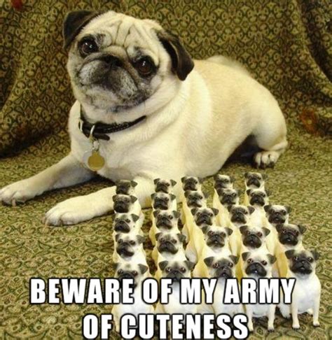 101 Lovable Pug Memes That Are Too Puggin' Cute