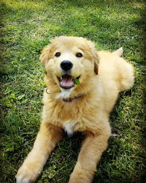 Golden Retriever Mix - A-Z Animals