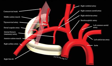 Branches Of Subclavian Artery