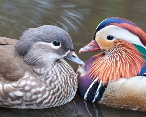 Mandarin Ducks: Original Pictures and Information on Mandarins | hubpages