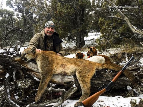 mountain lion hunts with dogs — Graylight outfitters