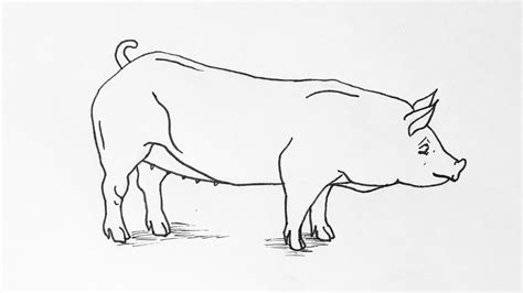 How To Draw A Pig Standing Up