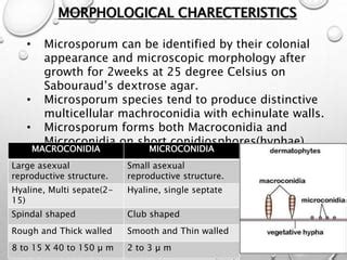 Microsporum fungi. | PPT