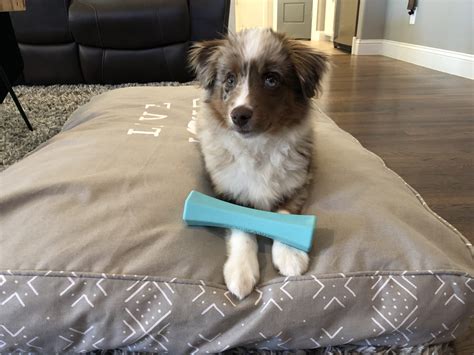 Australian Shepherd Puppy Training Tips - Australian Shepherd HQ