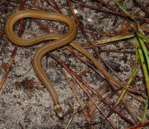 Florida Brown Snake | Florida Backyard Snakes