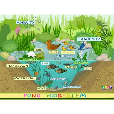 Pond Eco-System Wallboard | Ecosystems, Pond habitat, Aquatic ecosystem