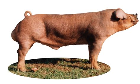 Top Eight Major Swine Breeds - Pork Checkoff