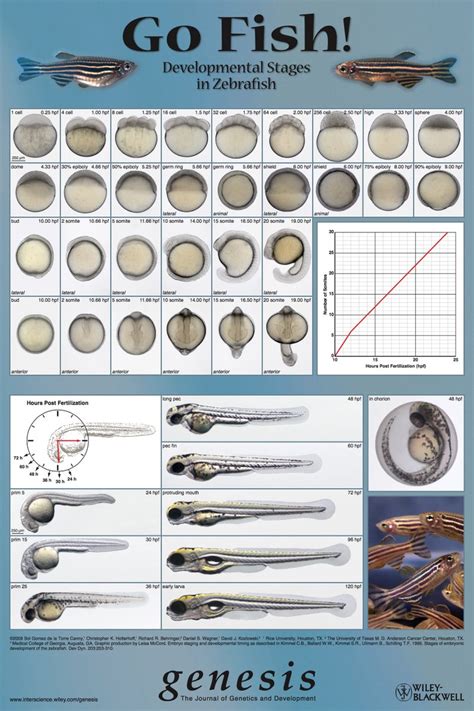 Zebrafish Embryo Stages