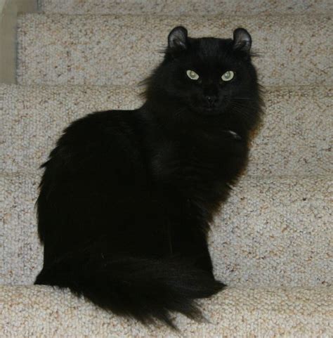 The 10 Unexposed Secret of Black Cats Breeds