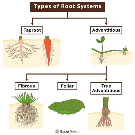 Root System Basic Types With Examples And Pictures | sexiezpix Web Porn