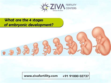 What are the 4 stages of embryonic development? - Ziva Fertility