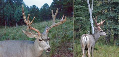 Photo Essay – Mule Deer Antlers – Mule Deer Foundation