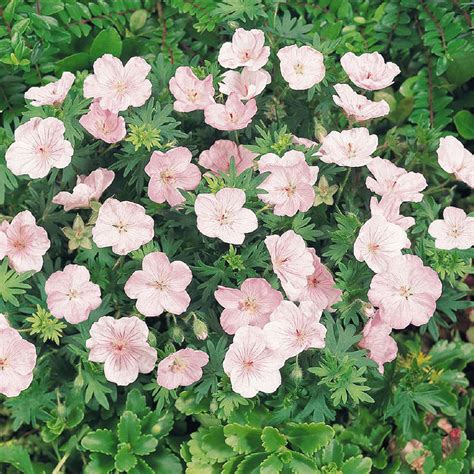 Geranium Perennial Flower Seeds | Bloody Cranesbill | Geranium sanguineum