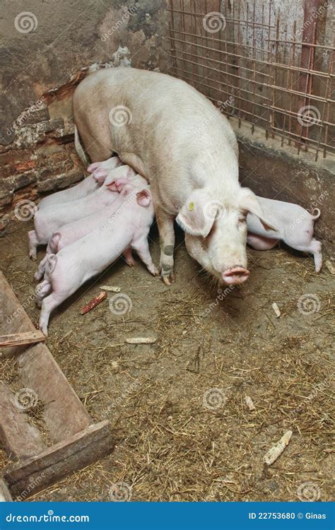 Momma Pig Feeding Pigs In Barn Stock Photo - Image: 22753680