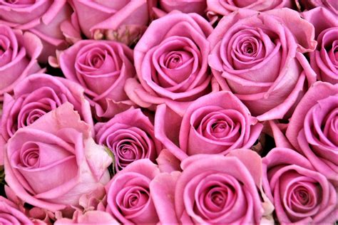 Pink roses HD wallpaper | Wallpaper Flare