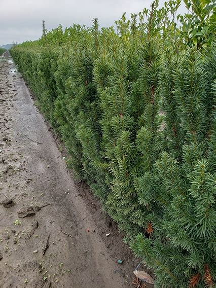 Hicks Yew Hedges (Shrub) | Taxus x media 'Hicksii' - InstantHedge