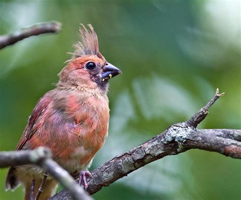 Birds of The World: Cardinals and Tanagers (Cardinalidae)