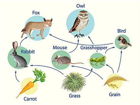 Biology Food Chains Diagram Education Poster Fauna Biological African Vector, Fauna, Biological ...