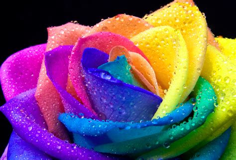 🔥 [50+] Rainbow Roses Wallpapers | WallpaperSafari