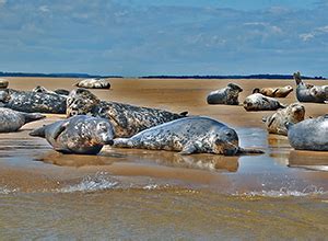 Seals at Blakeney - Cobbleacre Park