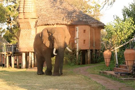 Ngorongoro Crater Lodge - A Step Ahead