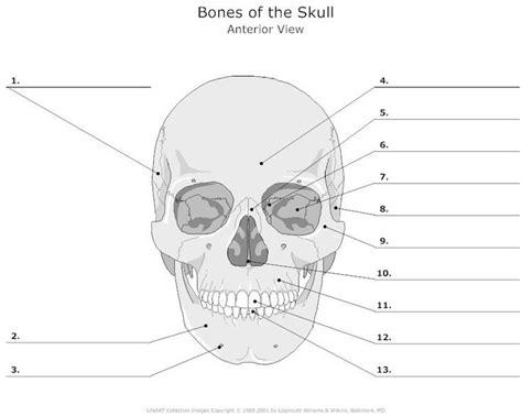 skull / facial bones worksheet | Cycle 3 - SCIENCE - Classical ... | Human skull anatomy, Skull ...