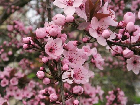 Beautiful Early Blooming Spring Flowers That Are Just As Anxious For The Season As We Are ...