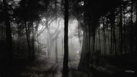 Dark Woods Wallpapers - Wallpaper Cave