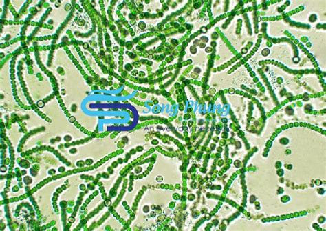 What Are Cyanobacteria? Features, Structure, Application