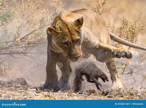 Majestic Lioness Hunting on Preyin the African Savannah Stock Image - Image of natural, mammal ...