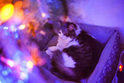 40+ Cats Sleeping Under Christmas Tree Stock Photos, Pictures & Royalty-Free Images - iStock