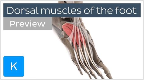 Functions of the dorsal muscles of the foot (preview) - 3D Human Anatomy | Kenhub - YouTube