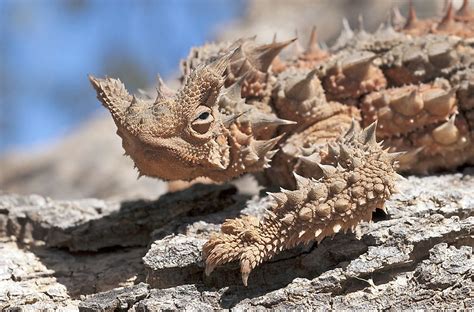 What Animals Live In The Australian Outback? - WorldAtlas