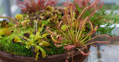 Growing Carnivorous Plants 101: How to Get Started