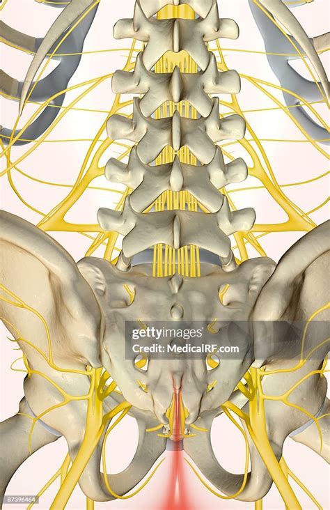 The Nerves Of The Lower Back High-Res Vector Graphic - Getty Images