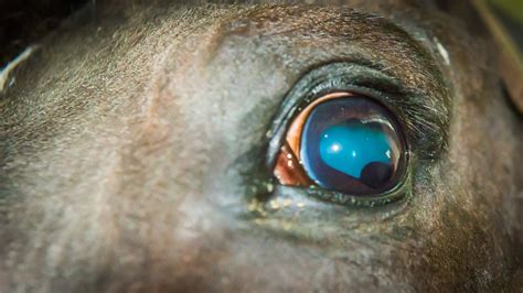 Normal Eye Features – The Horse's Advocate