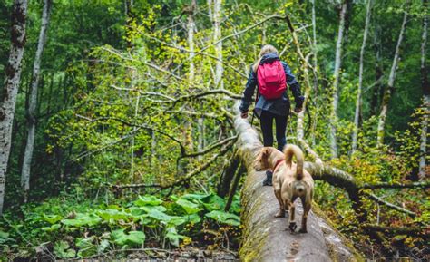 10 Best Dogs for Hiking: Finding A Companion to Climb Every Mountain!