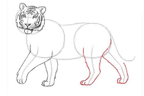 tiger drawing easy images - Zana Jean