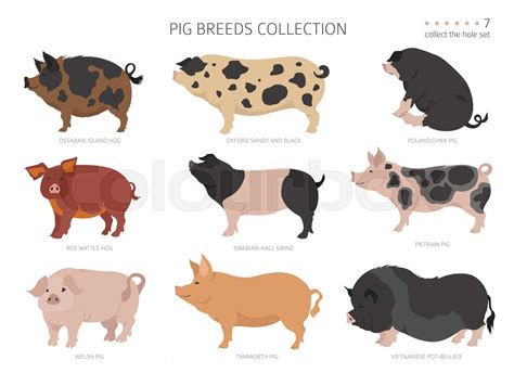 Pig breeds collection 7. Farm animals set. Flat design | Stock vector | Colourbox