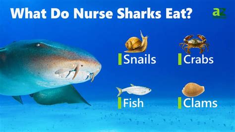 Nurse Shark Teeth: Everything You Need to Know - IMP WORLD