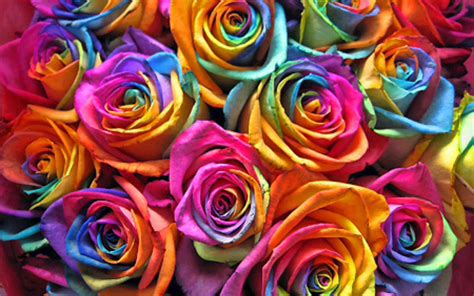 Rainbow Roses Wallpaper