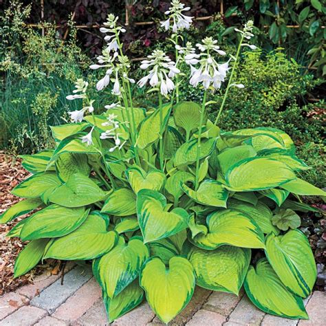 20 Best Hostas for Shade Garden Areas