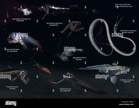 Composition of images of strange abyssal fish. Deepsea real monsters of the Mediterranean Sea ...