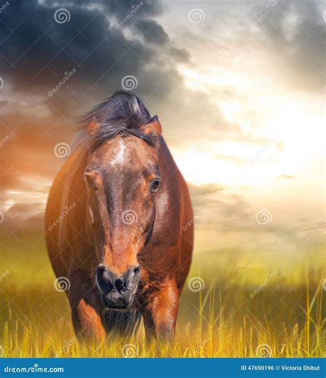 Angry Horse With Ears Laid Back In A Field Stock Photo - Image: 47690196